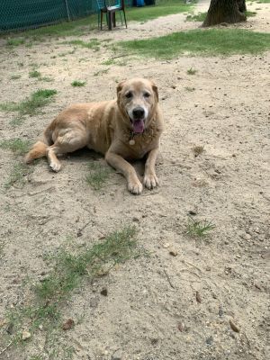 Harley, Senior Male unknown