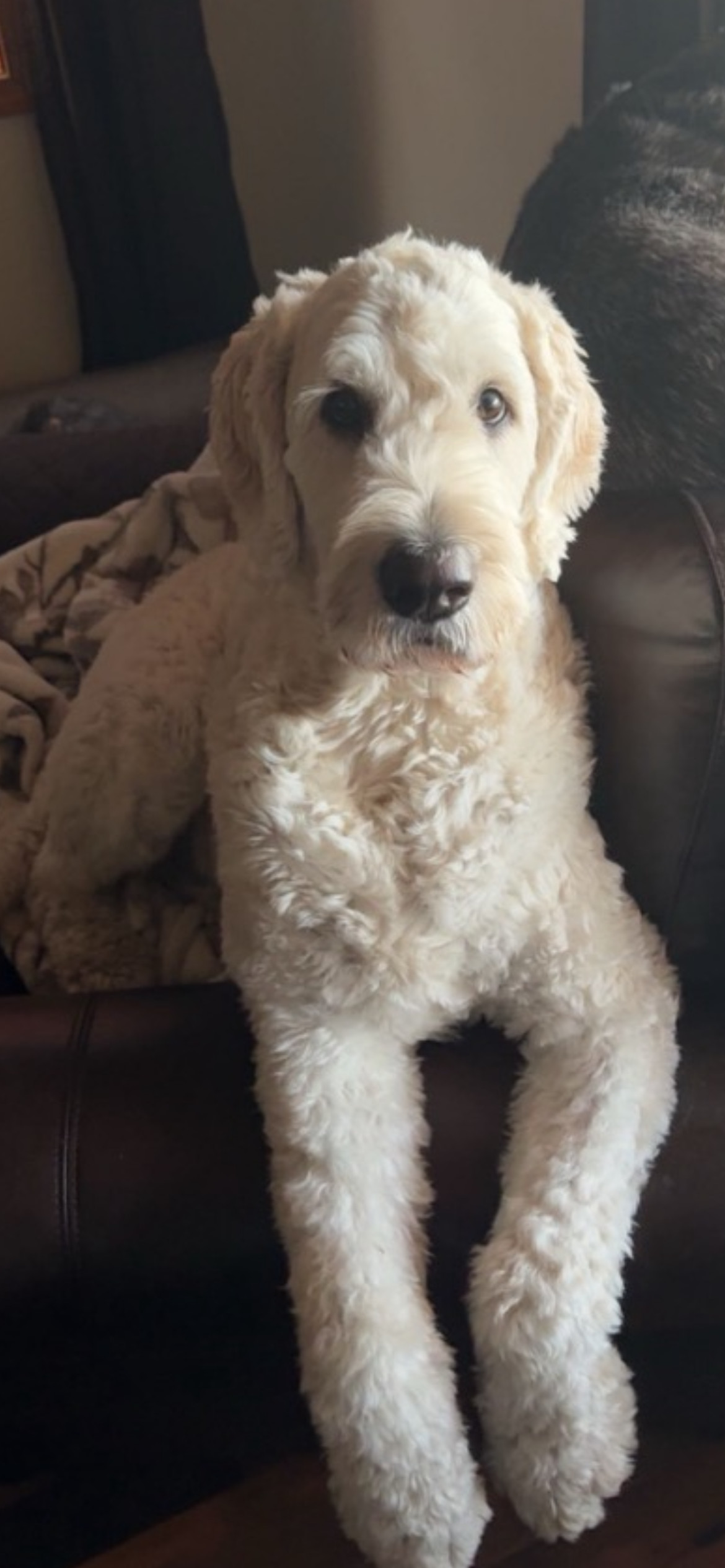 Wrigley, an adoptable Golden Retriever, Standard Poodle in Polson, MT, 59860 | Photo Image 1