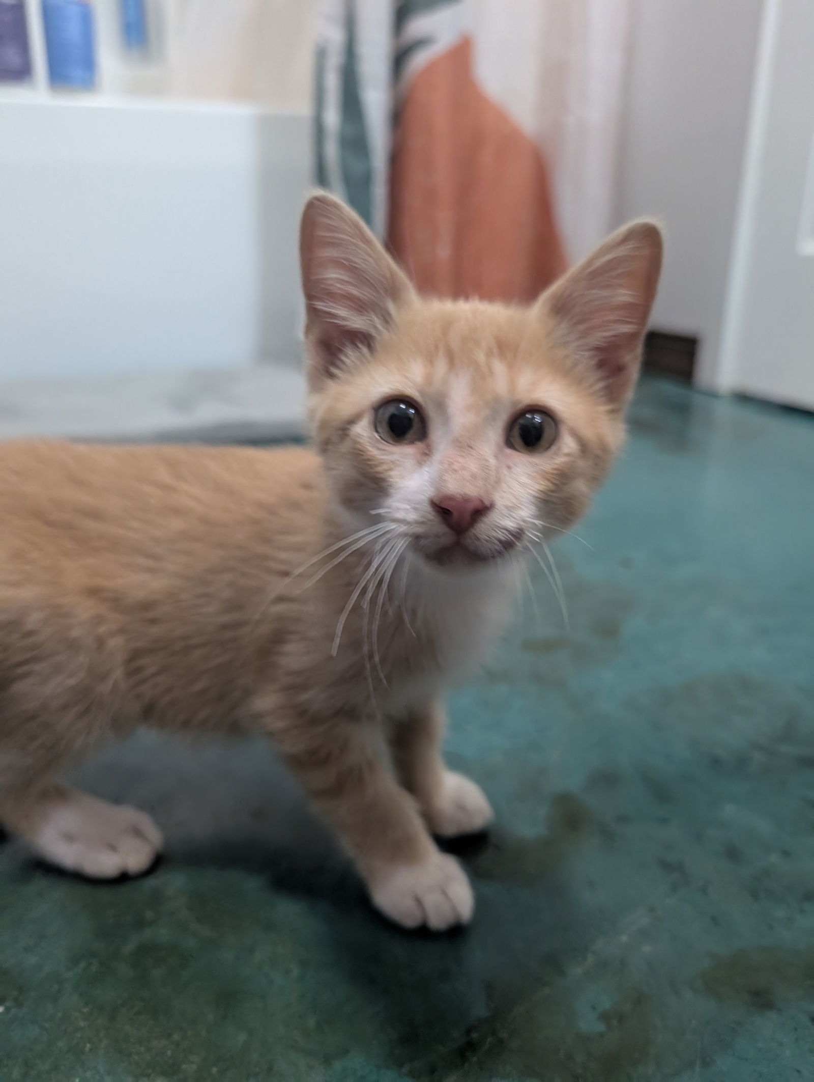 Oscar