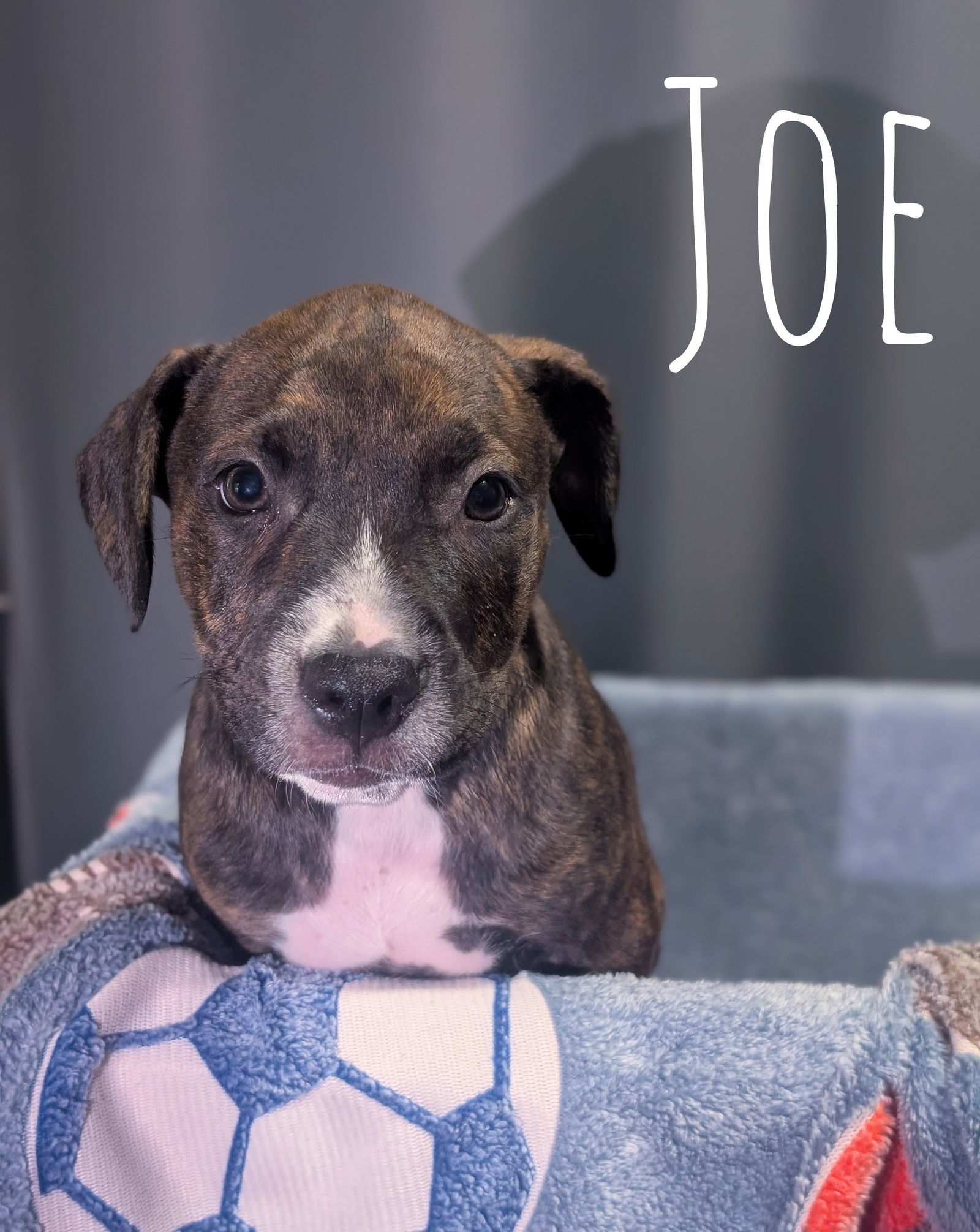 Joe
