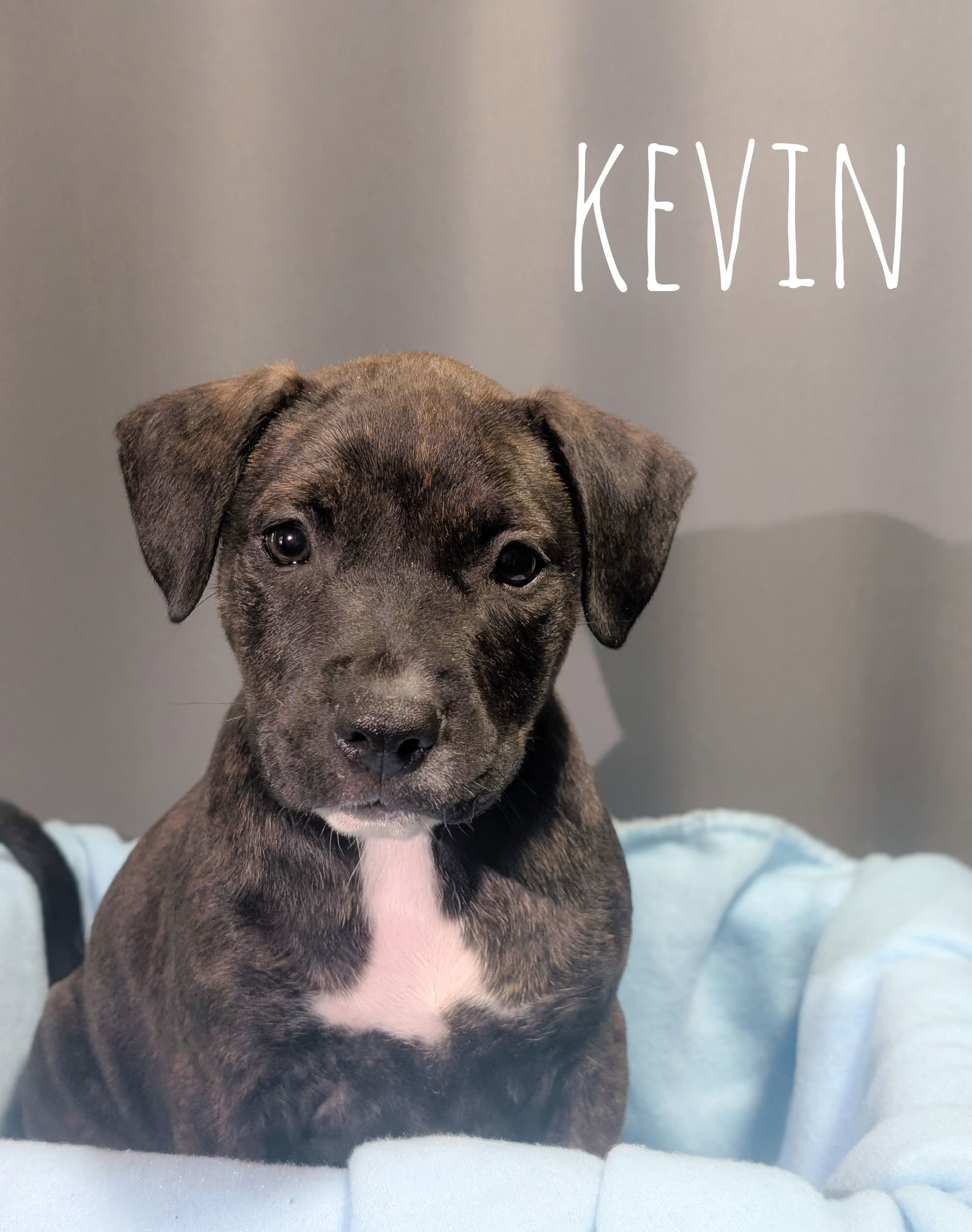 Kevin