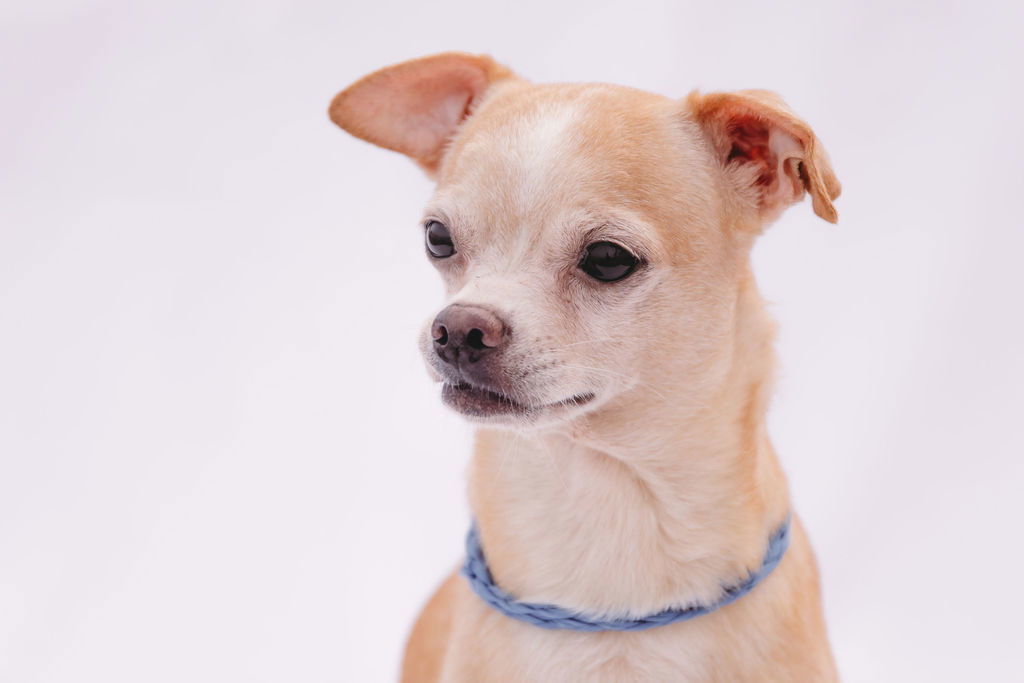 Beard, an adoptable Chihuahua, Rat Terrier in Duluth, MN, 55802 | Photo Image 1
