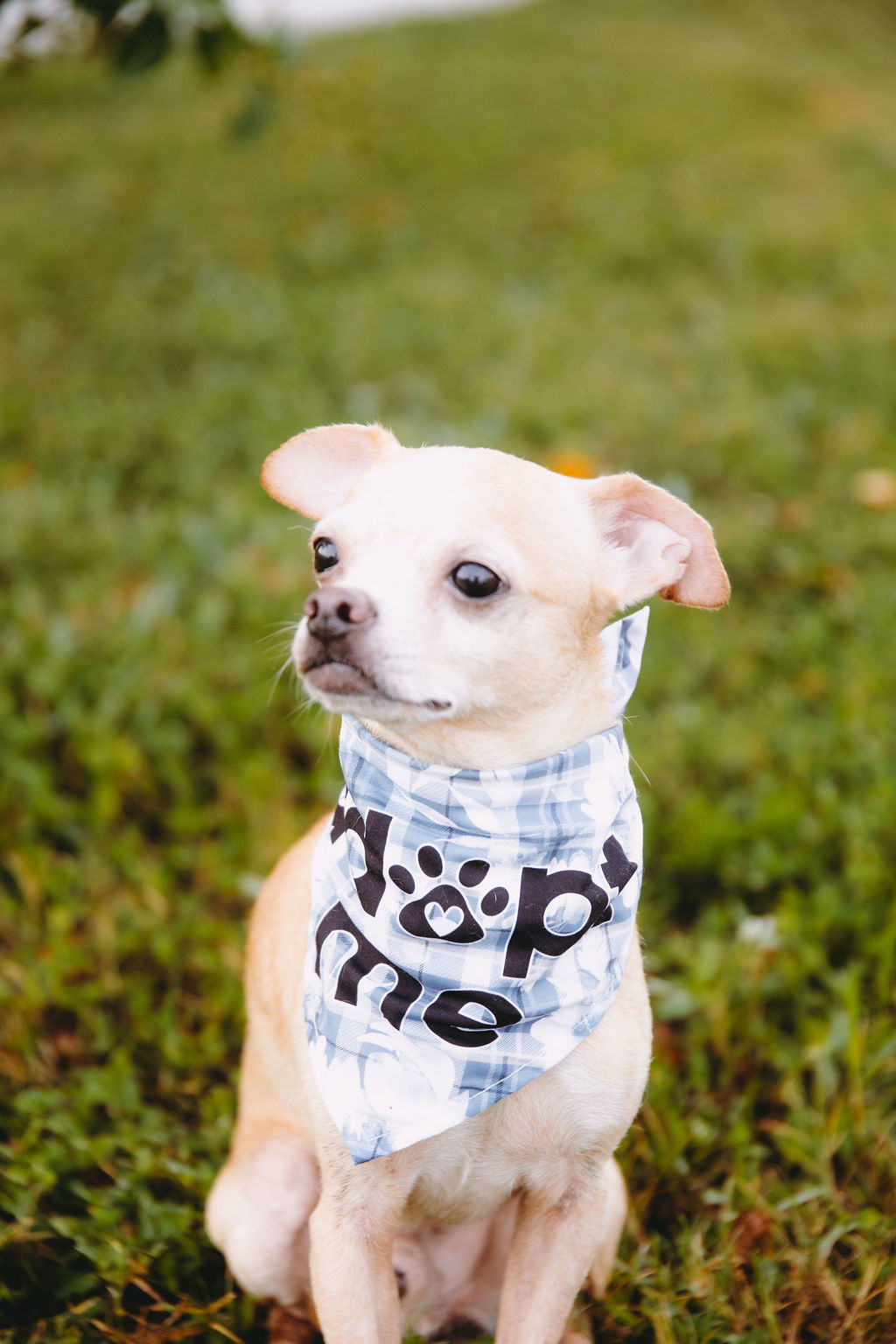Beard, an adoptable Chihuahua, Rat Terrier in Duluth, MN, 55802 | Photo Image 2