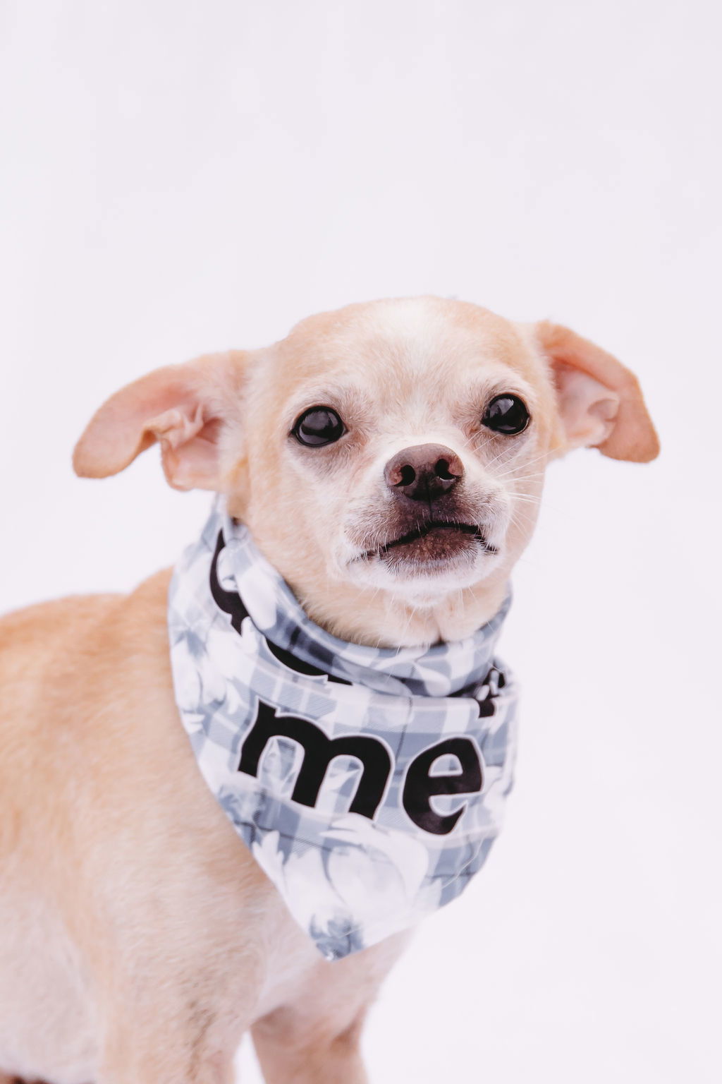 Beard, an adoptable Chihuahua, Rat Terrier in Duluth, MN, 55802 | Photo Image 3