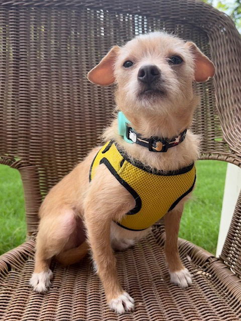 Petey the Pup