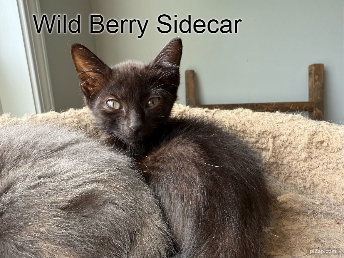 Wild Berry Sidecar