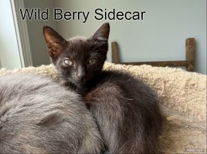 Wild Berry Sidecar, Baby Male unknown