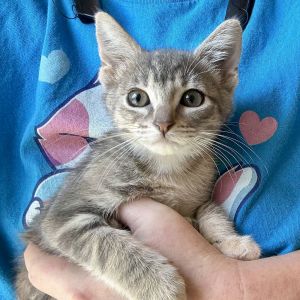 Concord Crush, Baby Female unknown
