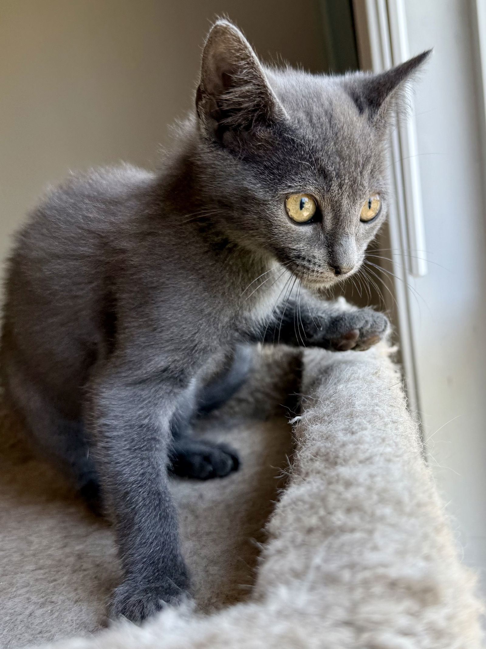 Smoky Paloma