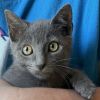 Smoky Paloma photo 3