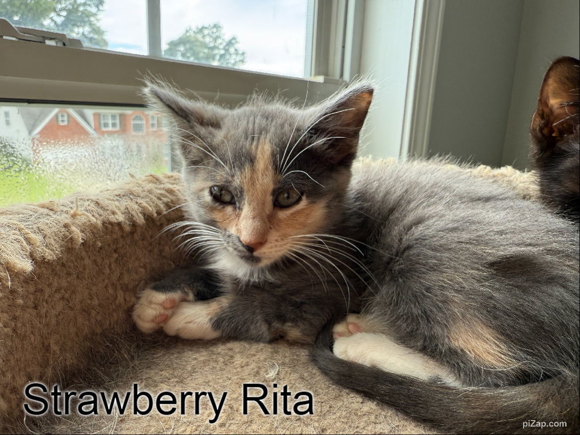 Strawberry Rita