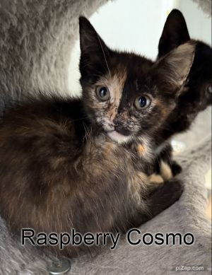 Rasberry Cosmo, Baby Female unknown