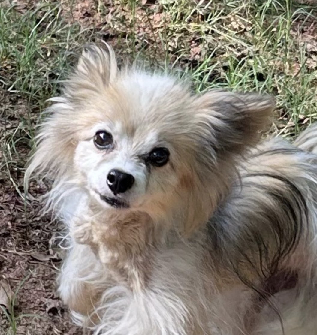 Romeo Wilson, an adoptable Papillon in Alpharetta, GA, 30009 | Photo Image 1