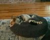 Romeo Wilson photo 2