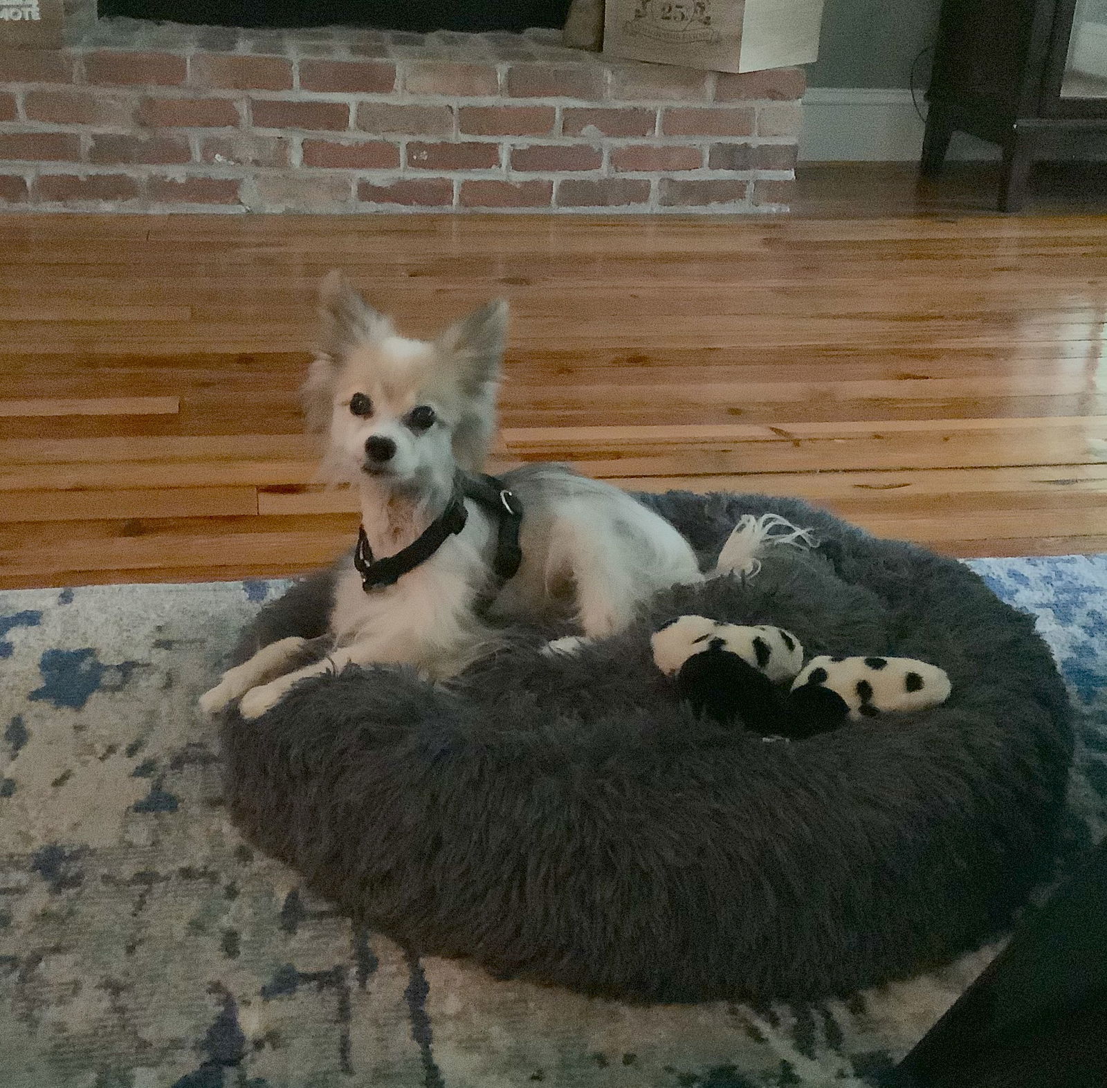 Romeo Wilson, an adoptable Papillon in Alpharetta, GA, 30009 | Photo Image 3
