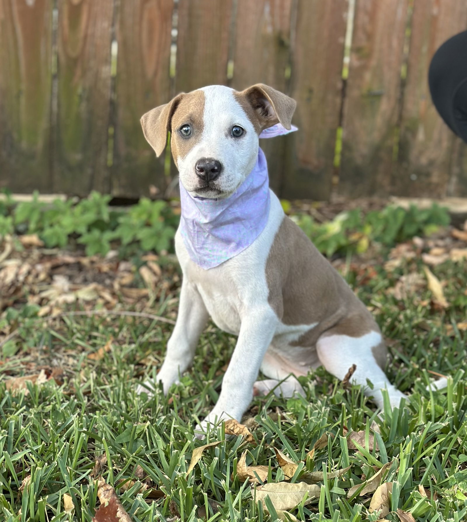Savannah