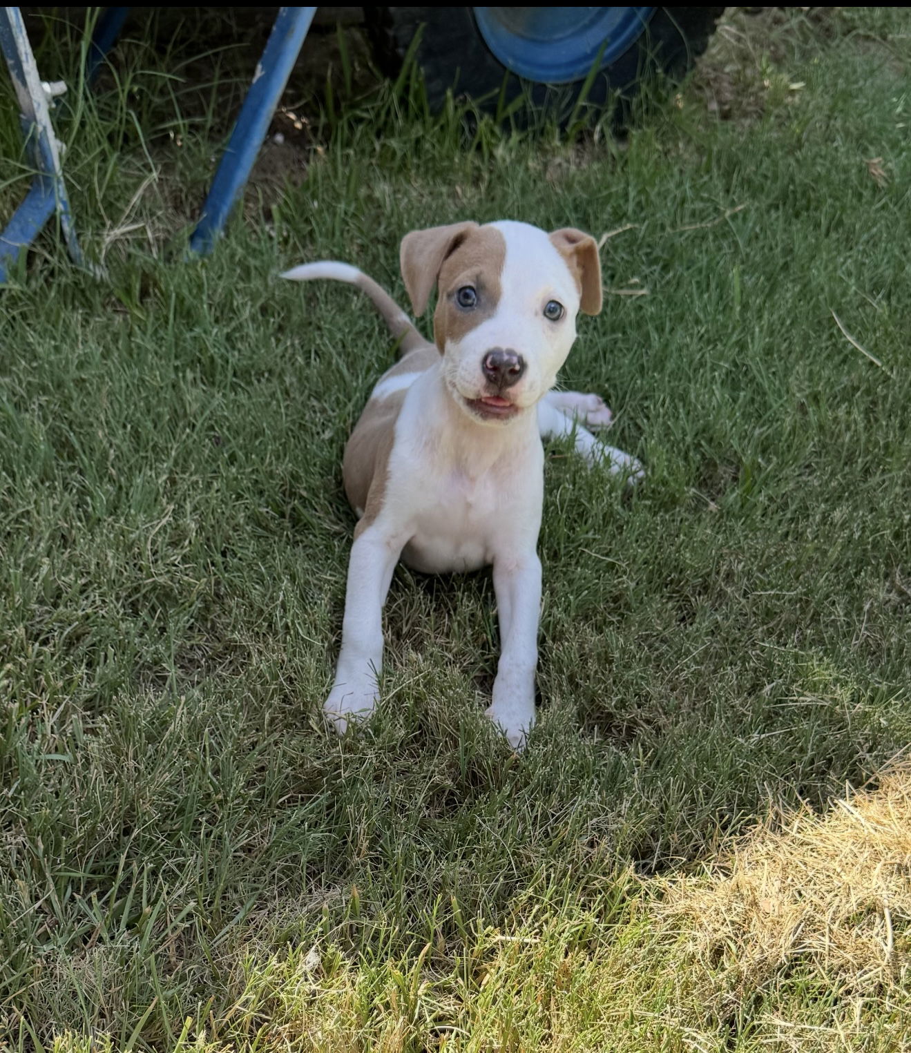 Savannah