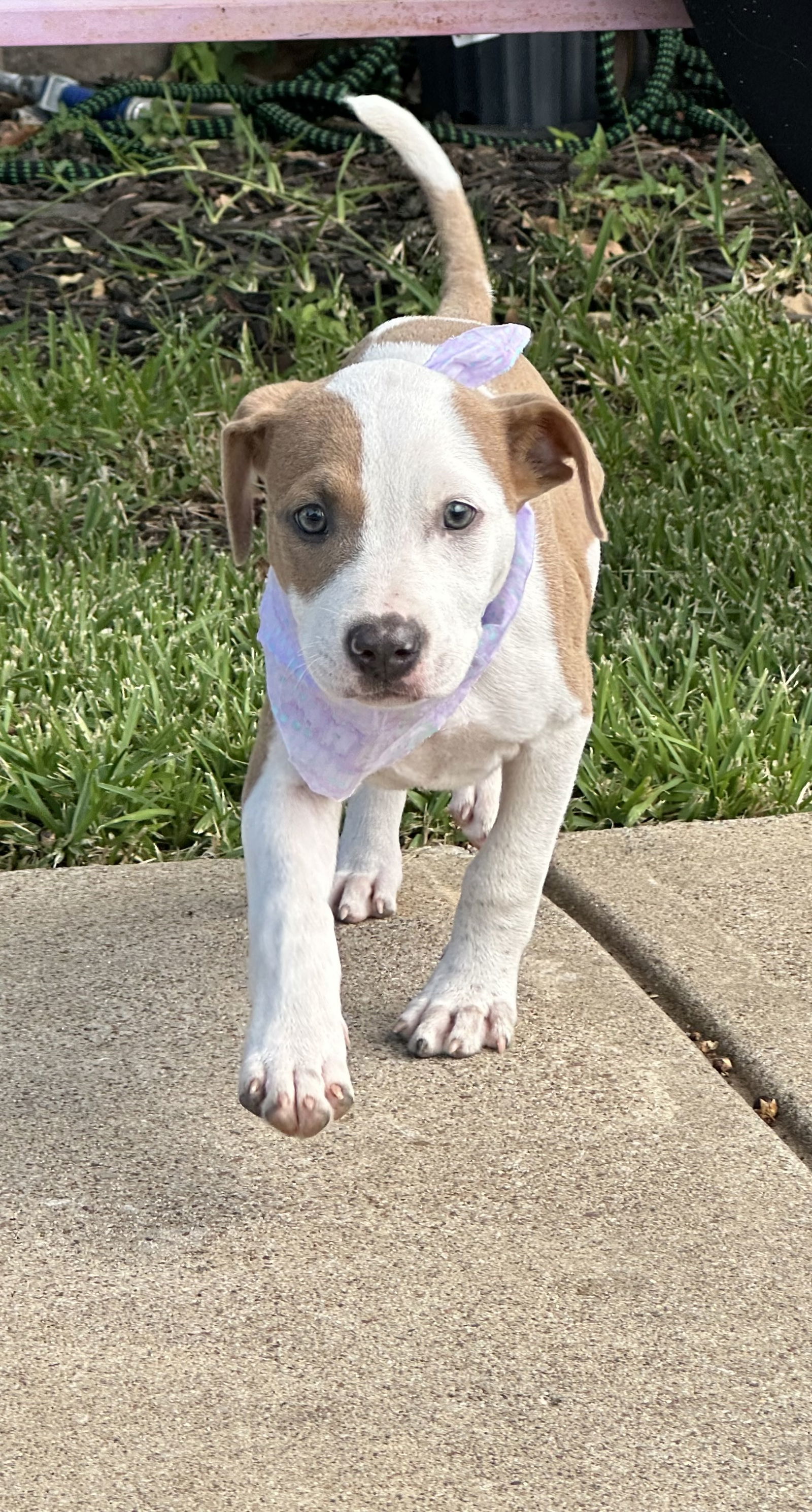 Savannah