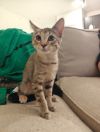 Ravioli RL1 photo 3