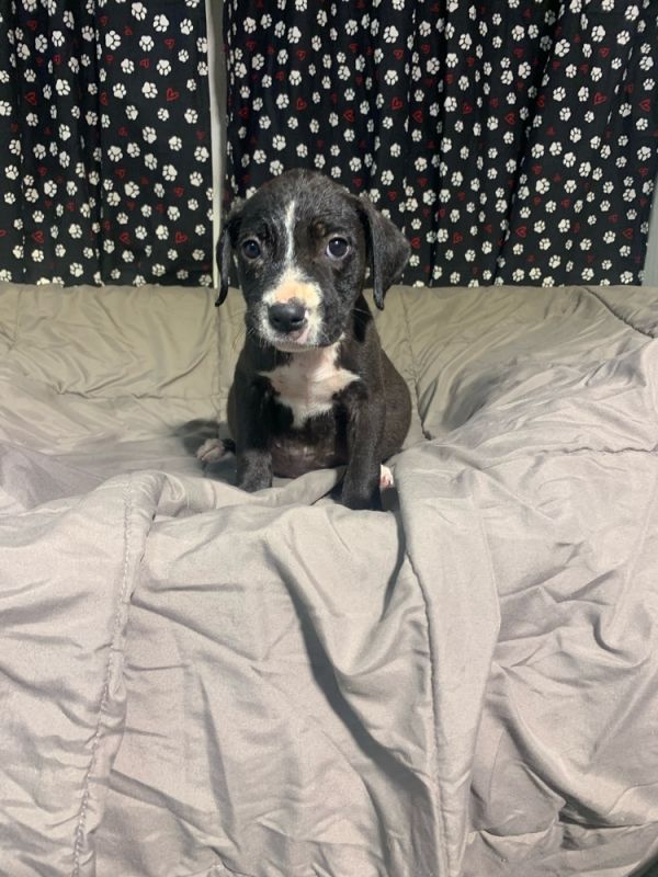 Kami