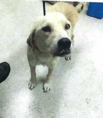Luna (A1820396)