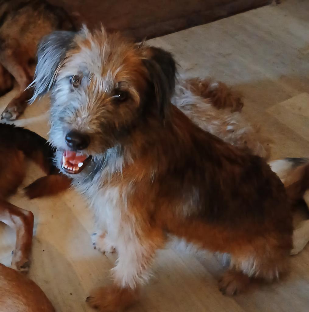 Gurgi (A114619)