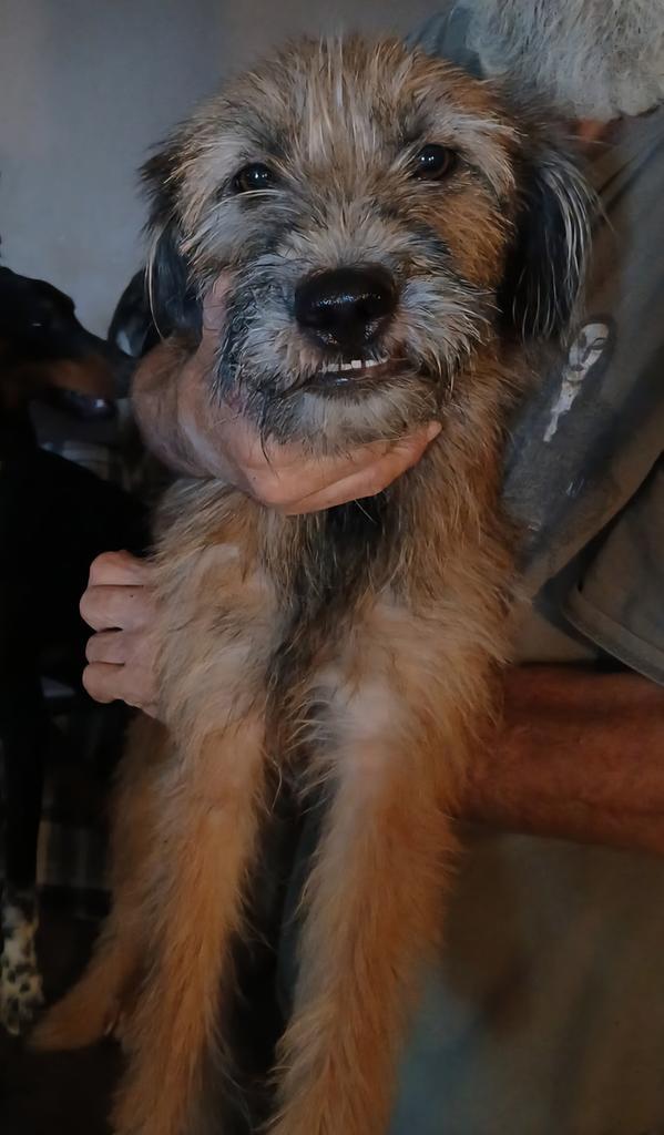 Gurgi (A114619)