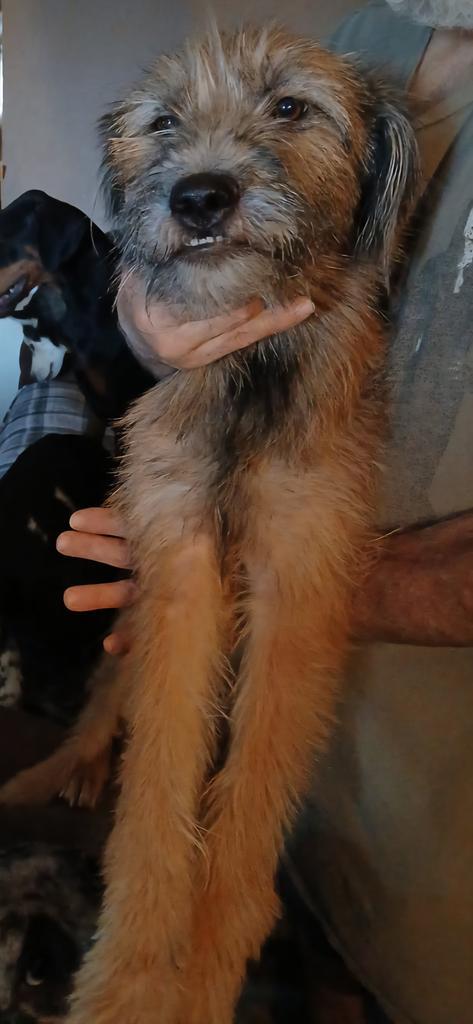 Gurgi (A114619)