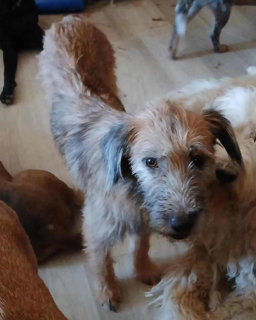 Gurgi (A114619)