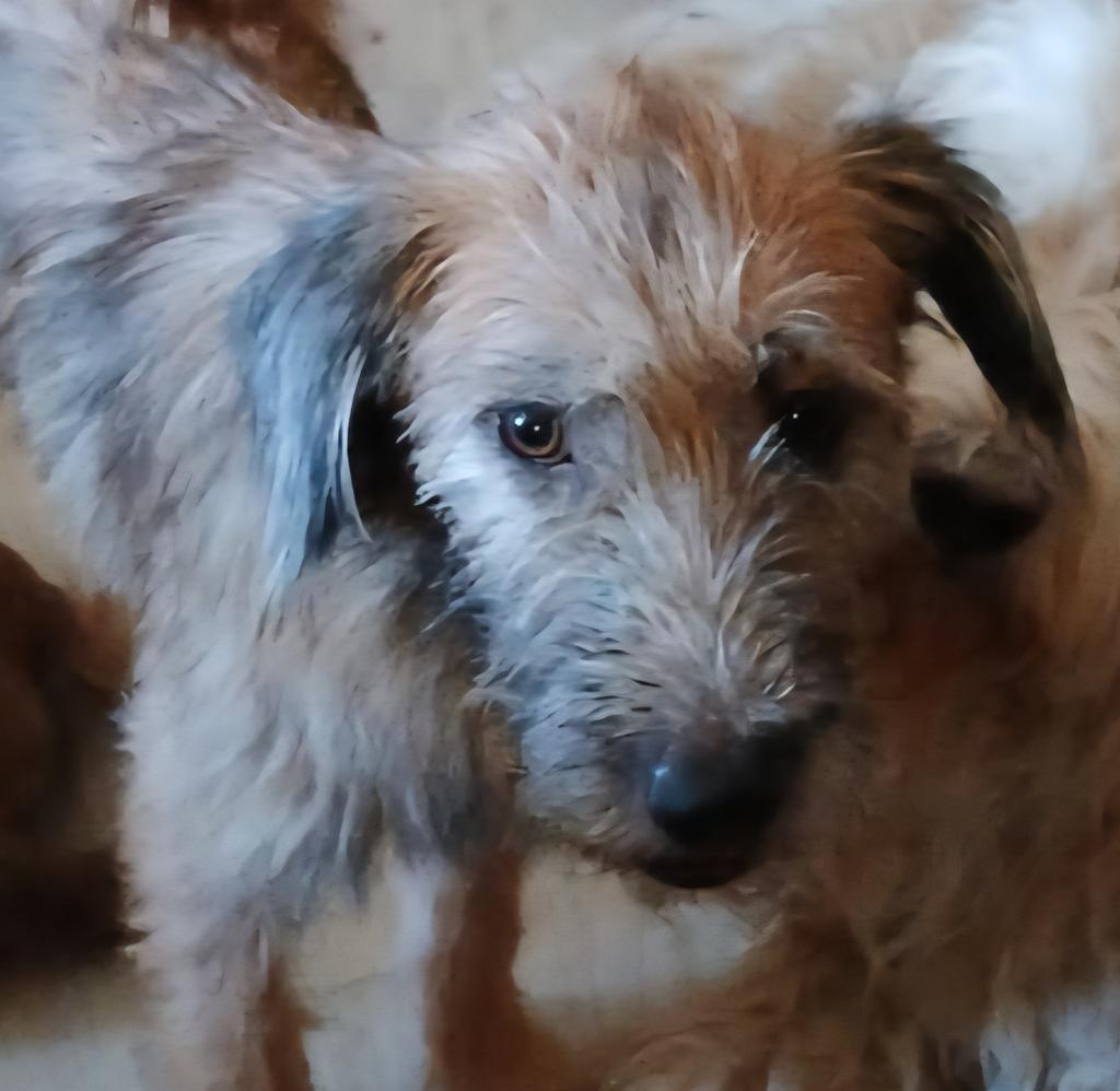 Gurgi (A114619)