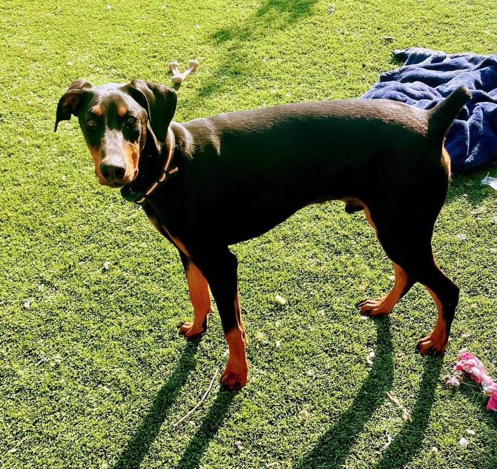 BoJack (Scout) (A114821)