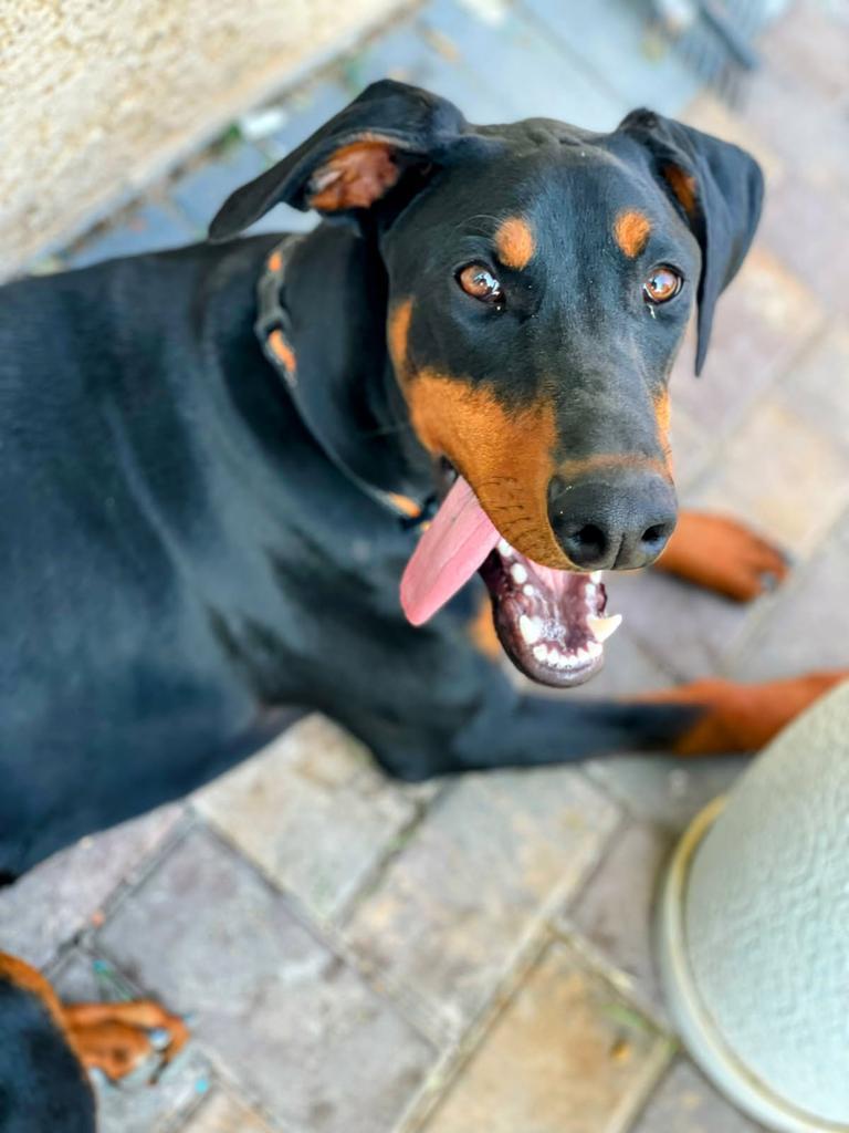 BoJack (Scout) (A114821)