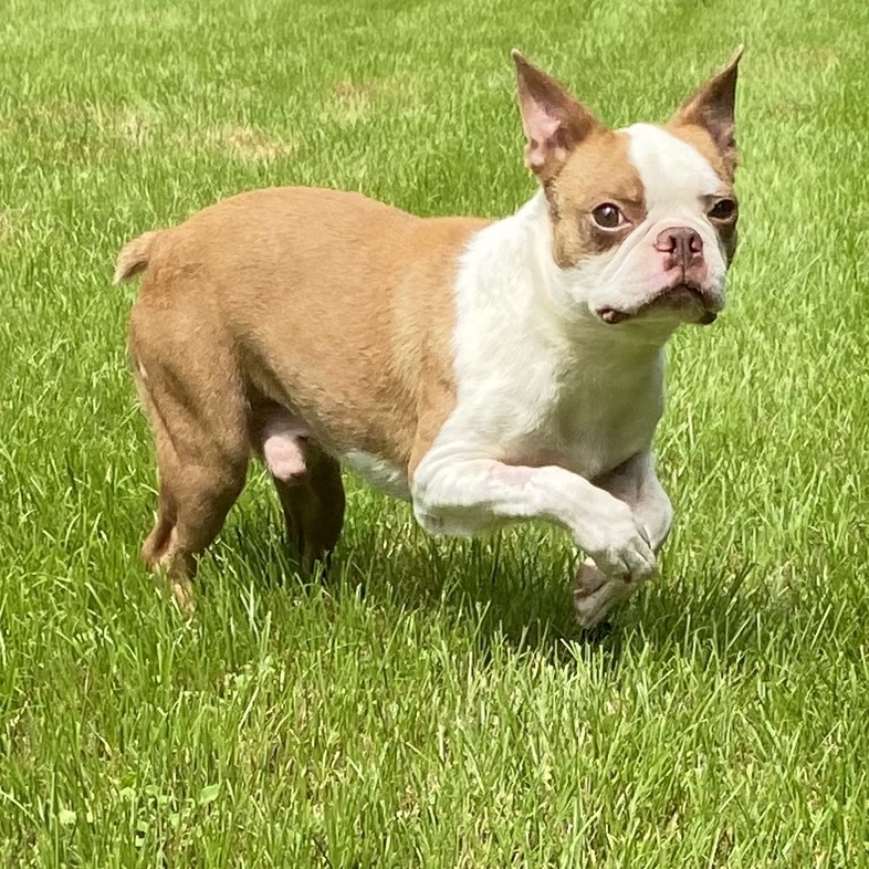 Atlas