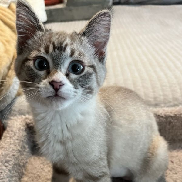 Mia