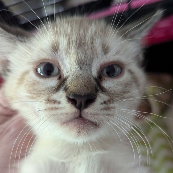 Luna thumbnail 2