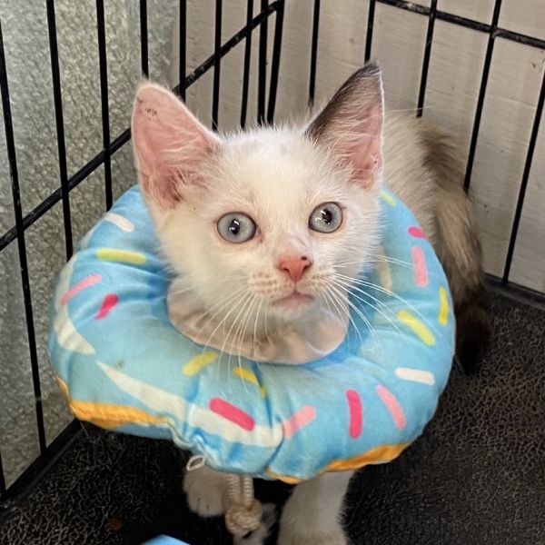Agatha (bonded With Christe)