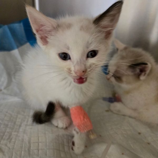 Agatha (bonded With Christe) thumbnail 2