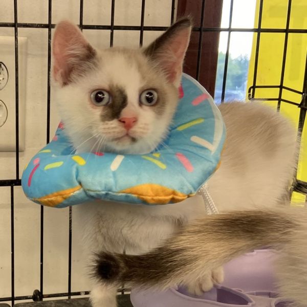 Christe (bonded With Agatha)