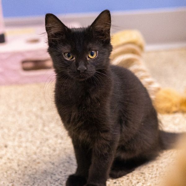Gideon (bonded With Yeti)