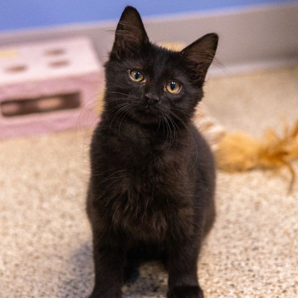 Gideon (bonded With Yeti) thumbnail 3