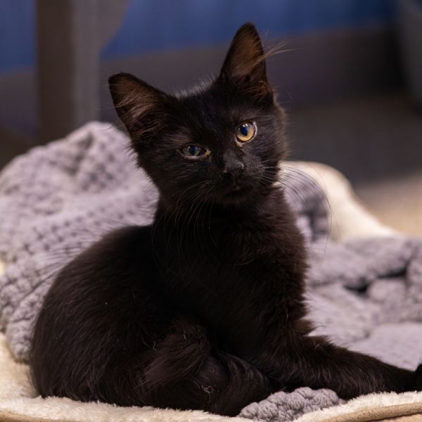 Gideon (bonded With Yeti) thumbnail 4