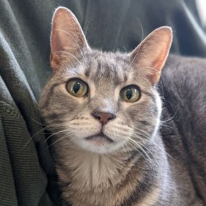 Athena, Adult Female unknown