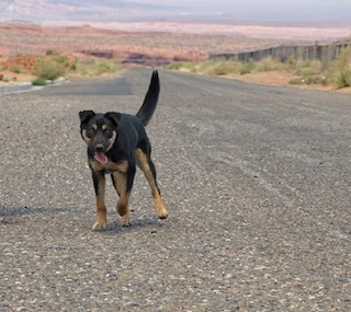 Salsa, an adoptable Shepherd, Mixed Breed in Page, AZ, 86040 | Photo Image 1