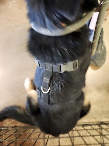 Salsa, an adoptable Shepherd, Mixed Breed in Page, AZ, 86040 | Photo Image 2