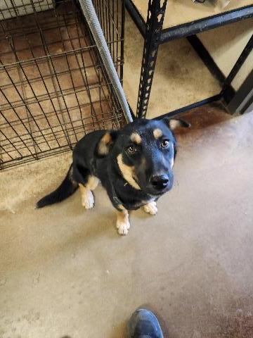 Salsa, an adoptable Shepherd, Mixed Breed in Page, AZ, 86040 | Photo Image 2