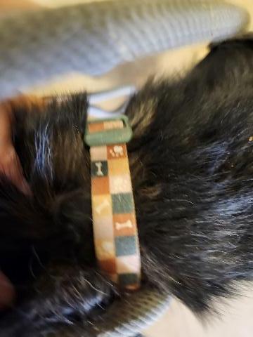 Salsa, an adoptable Shepherd, Mixed Breed in Page, AZ, 86040 | Photo Image 3