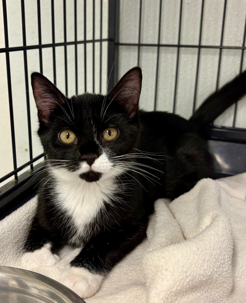 Stormfly, an adoptable Domestic Short Hair in Rock Springs, WY, 82901 | Photo Image 1