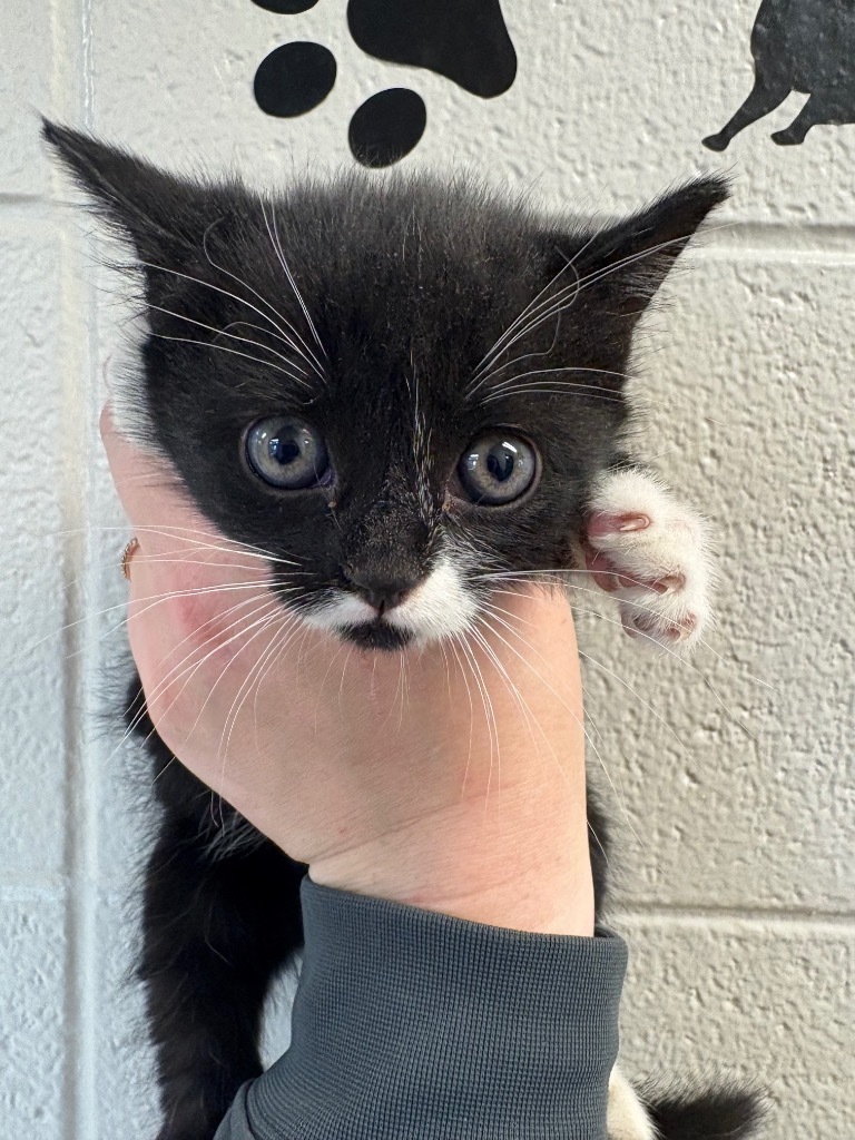 Stormfly, an adoptable Domestic Short Hair in Rock Springs, WY, 82901 | Photo Image 2