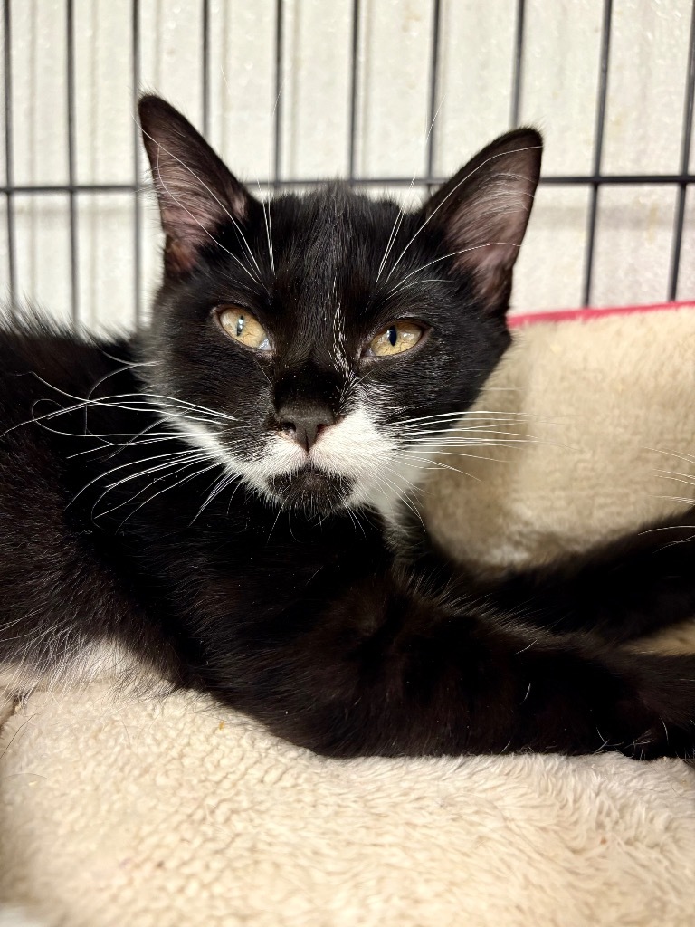 Stormfly, an adoptable Domestic Short Hair in Rock Springs, WY, 82901 | Photo Image 3