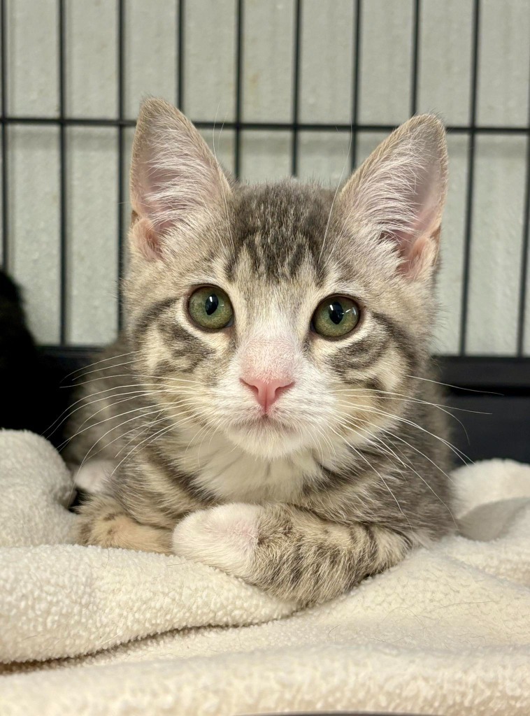 Snotlout, an adoptable Domestic Short Hair in Rock Springs, WY, 82901 | Photo Image 1